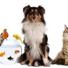 Sadie's Pet Stop - Pet Care Services