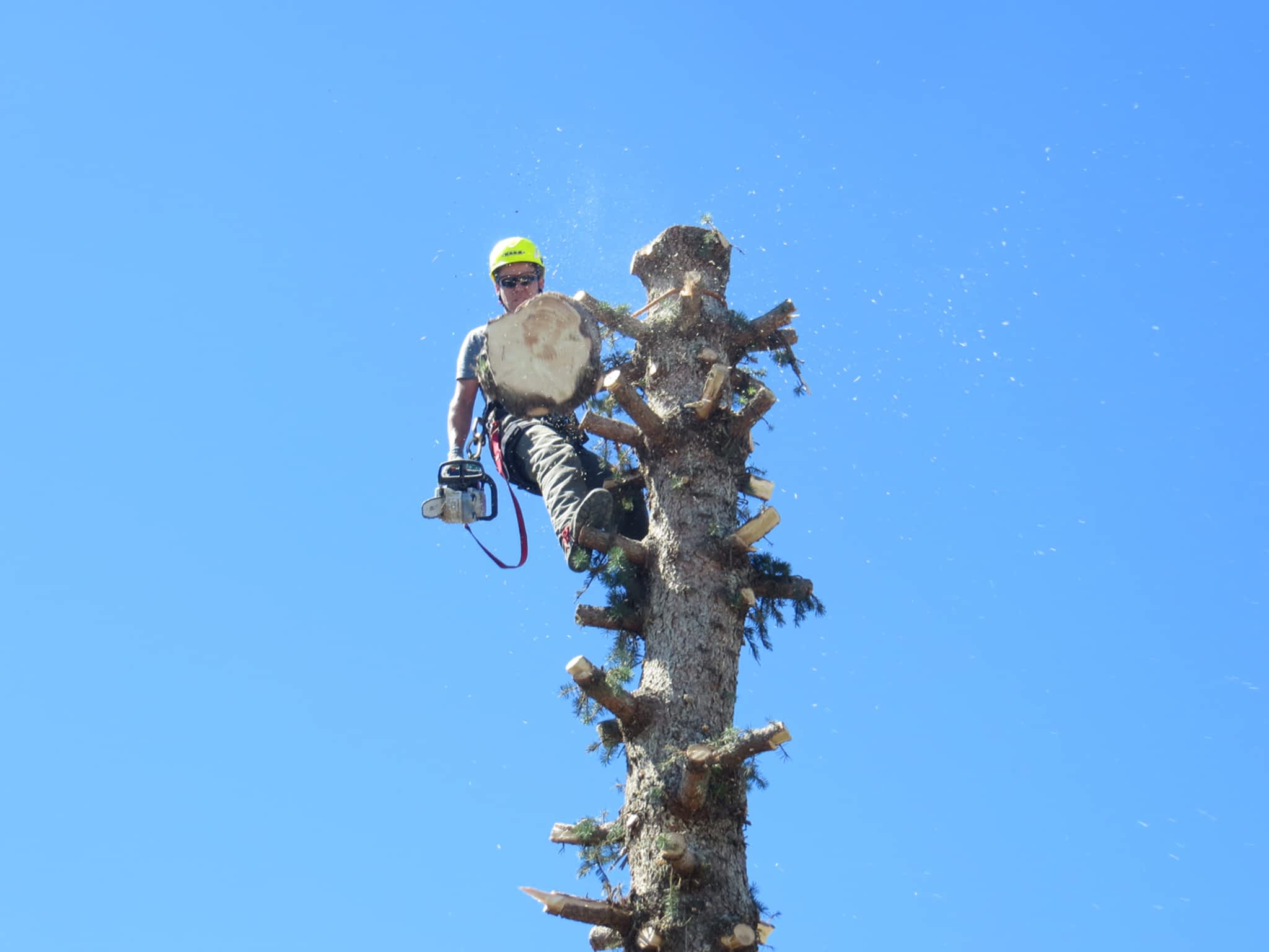 photo Royal Dutch Tree Services