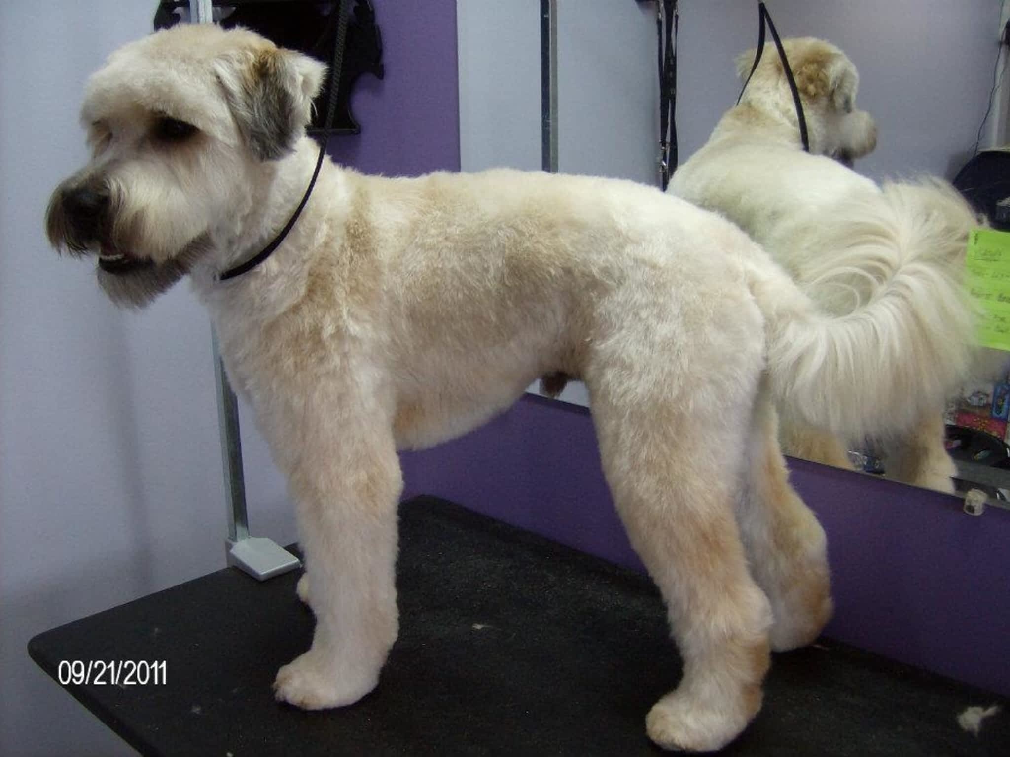 photo Courtenay Grooming Salon