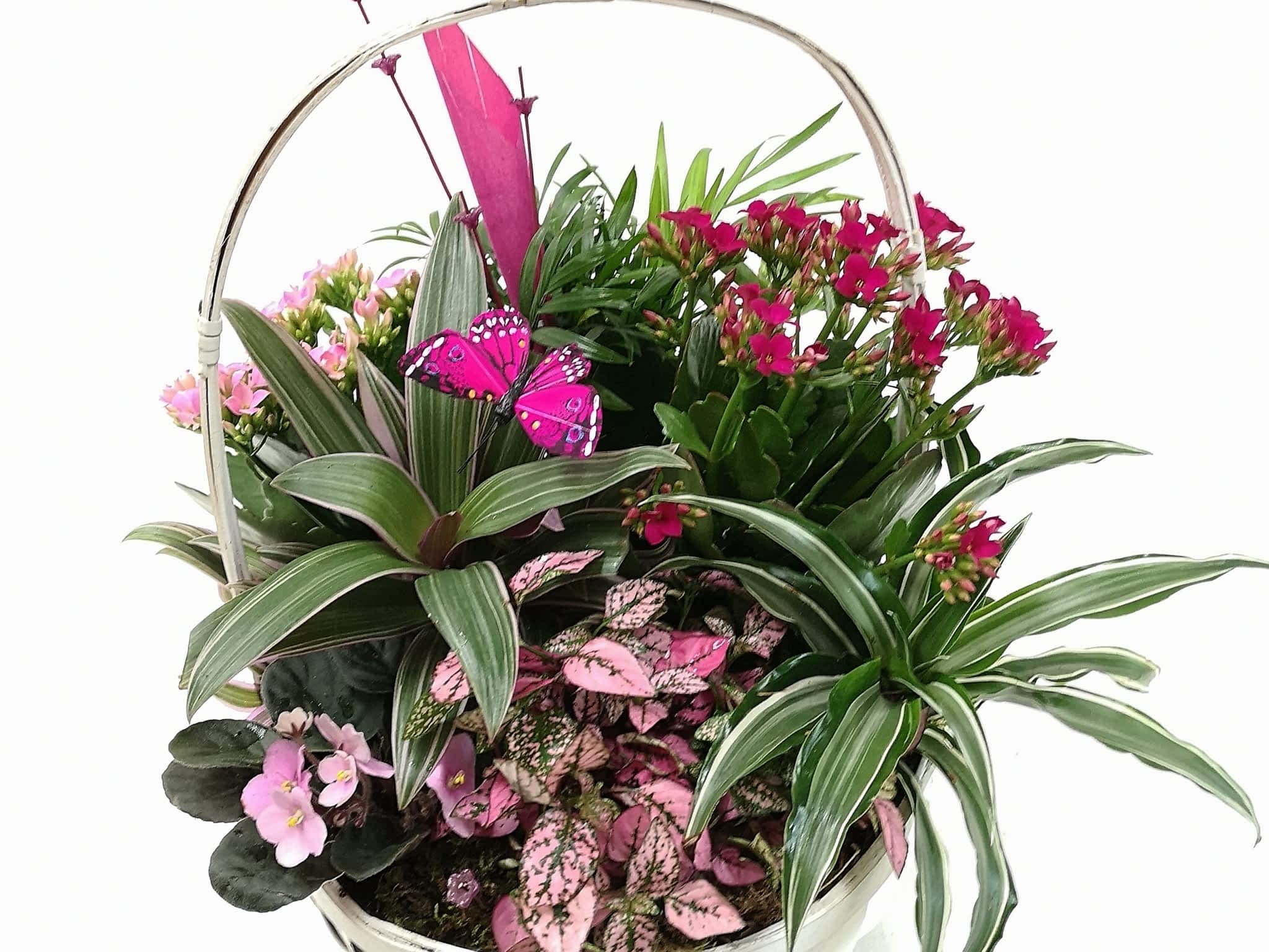 photo Tim Clark`s Flower