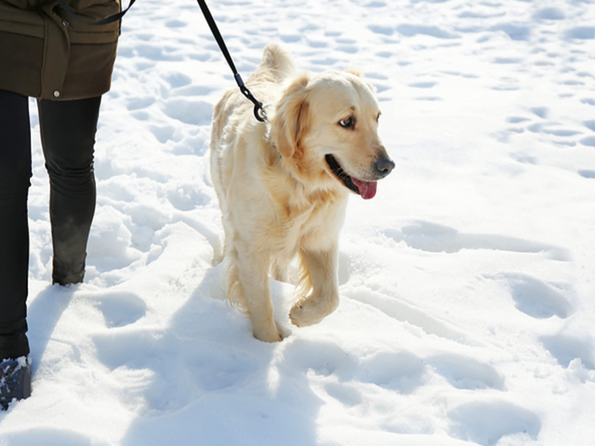 photo The Ontario Dog Trainer