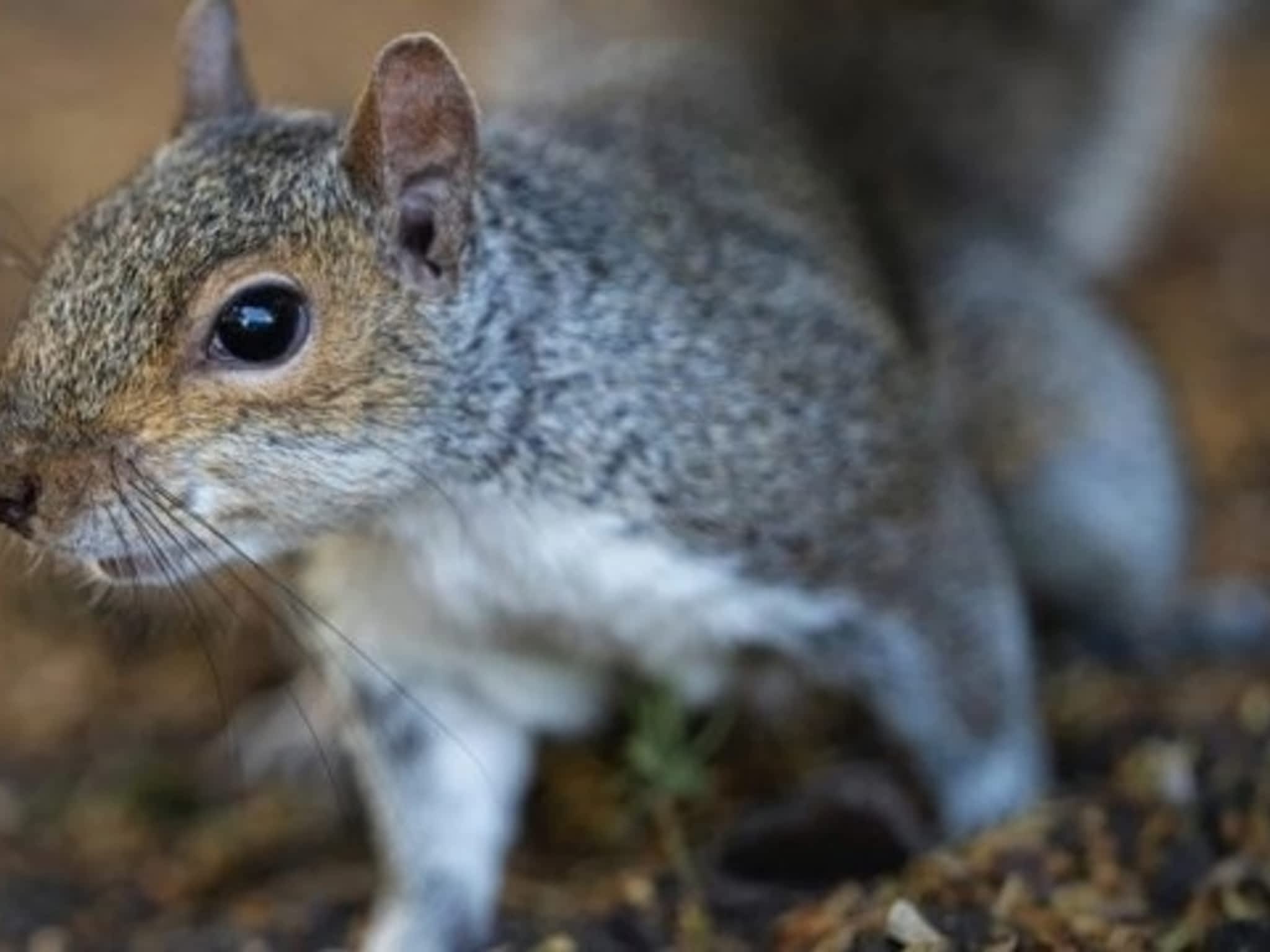 photo Grenier Faune Expert