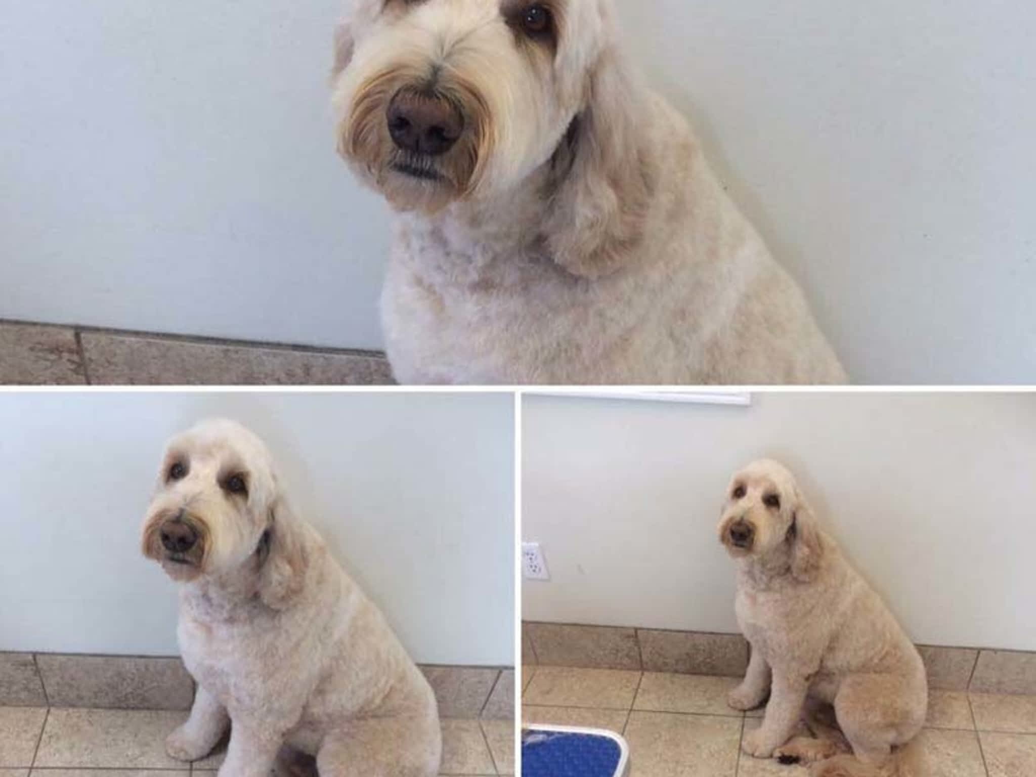 photo Tangles 2 Tame Dog Grooming