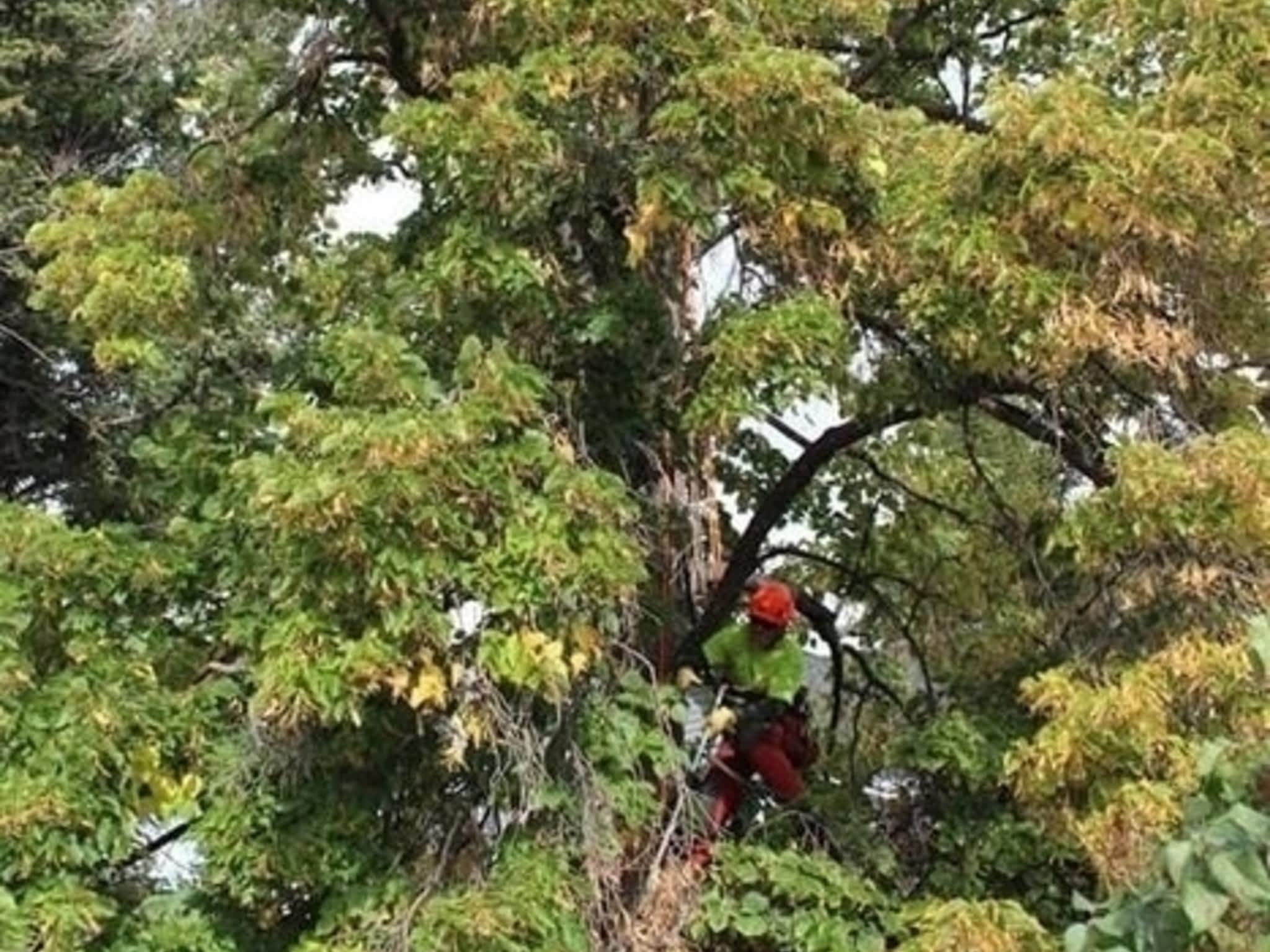 photo Wild Side Tree Care