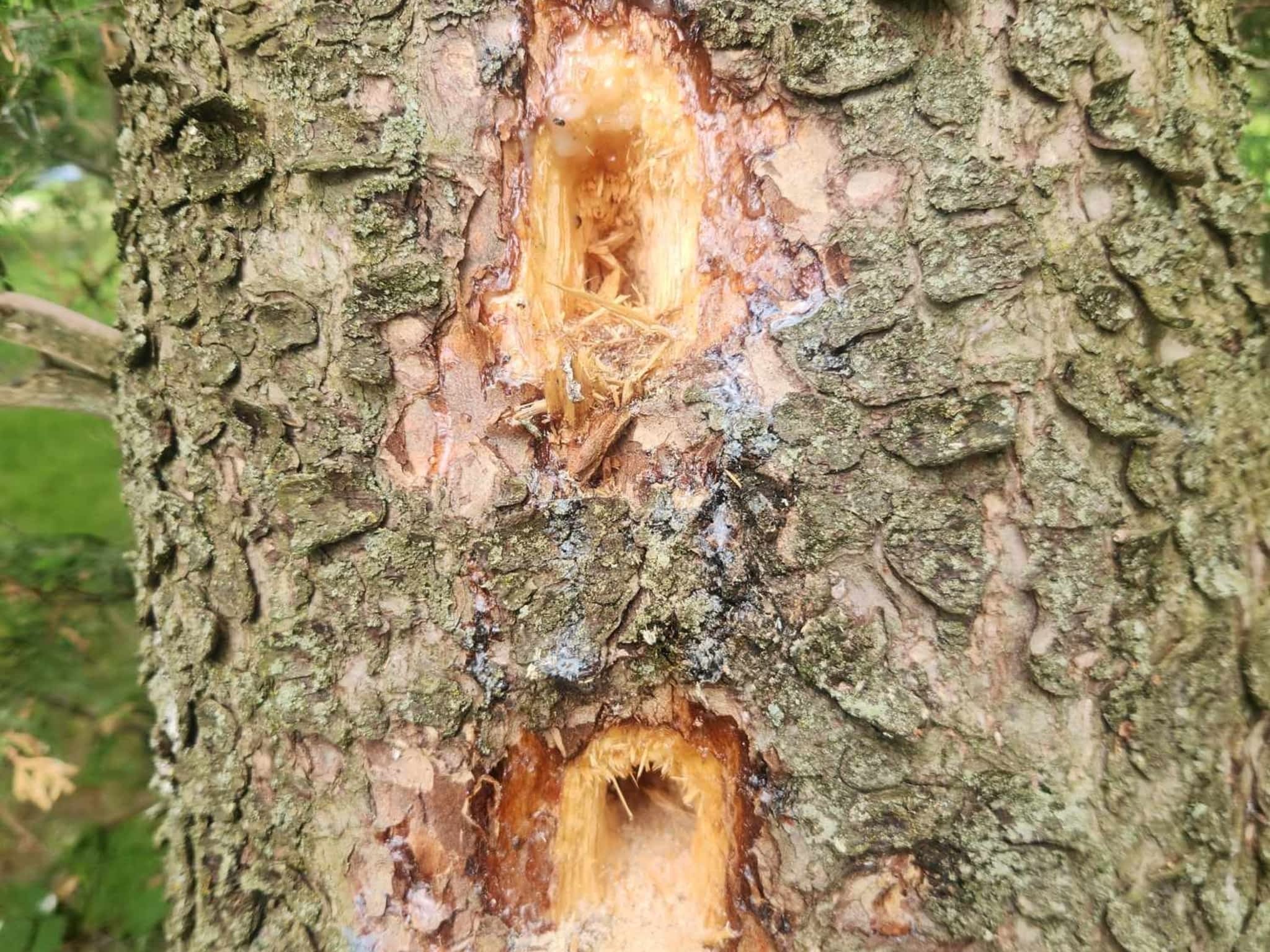 photo D Solution Extermination