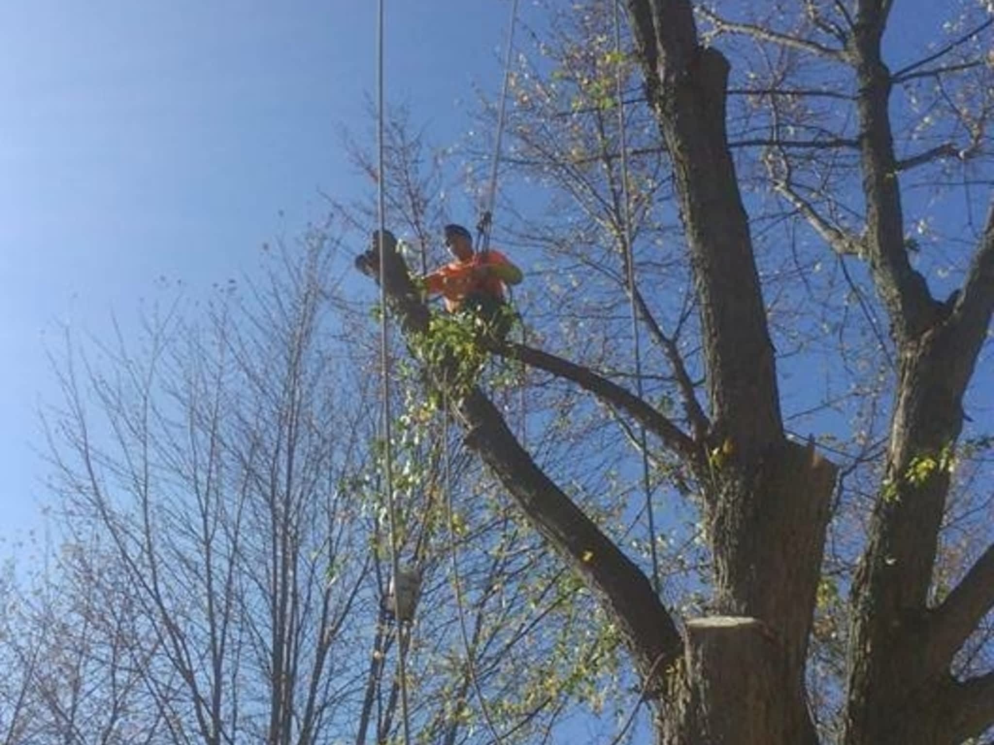 photo J R Tree Service