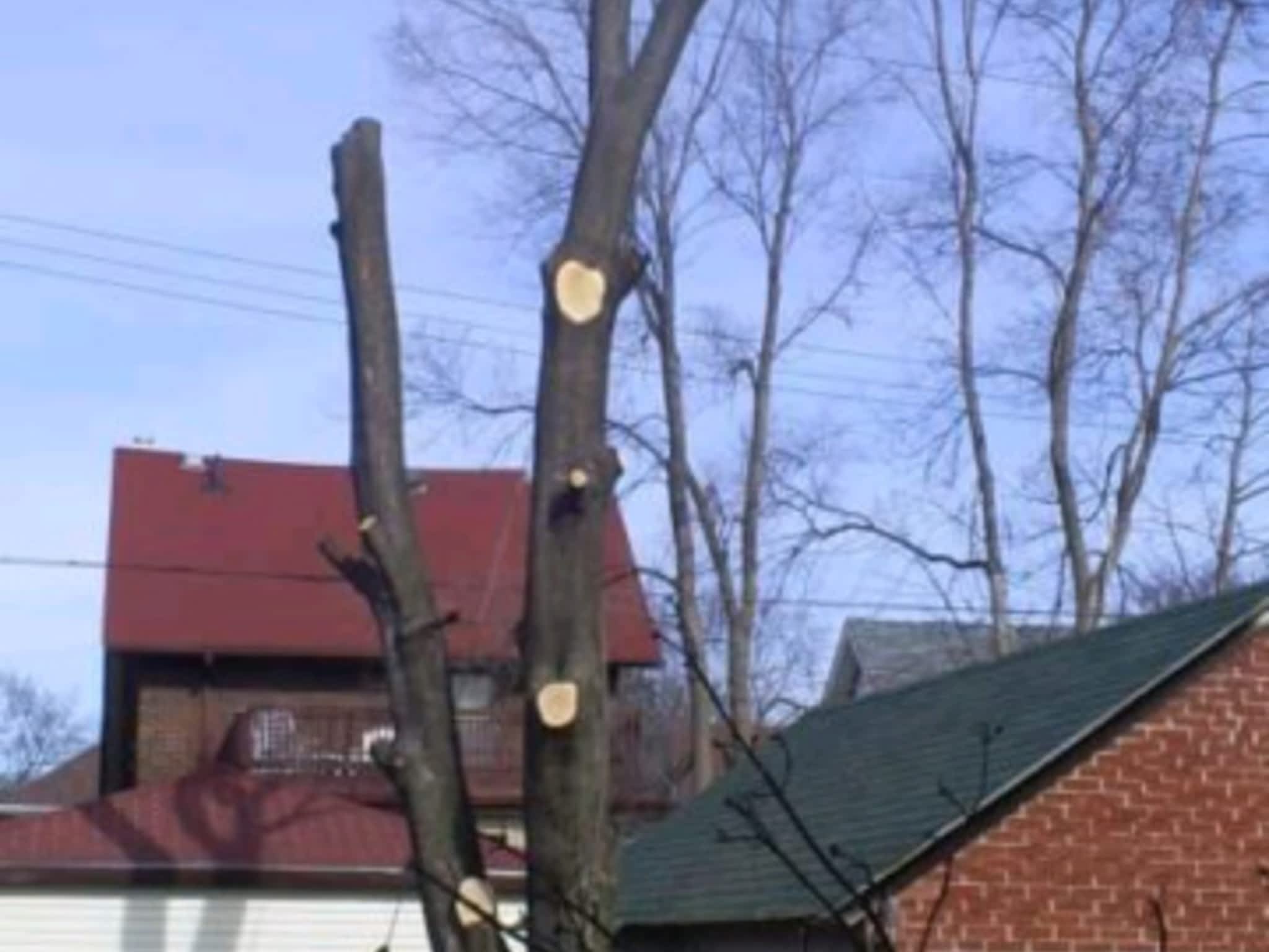 photo Stark's Tree Service