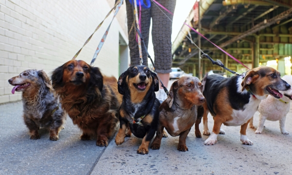 Get Spot out for a trot with these Calgary dog walkers