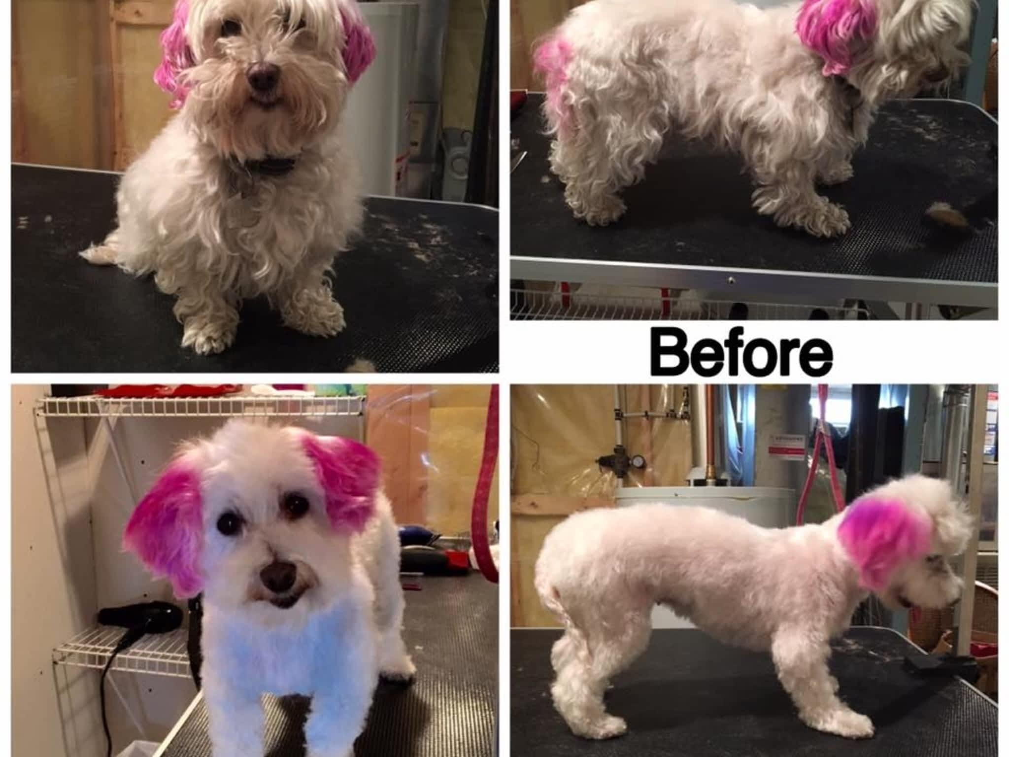 photo Tail-rific Dog Grooming