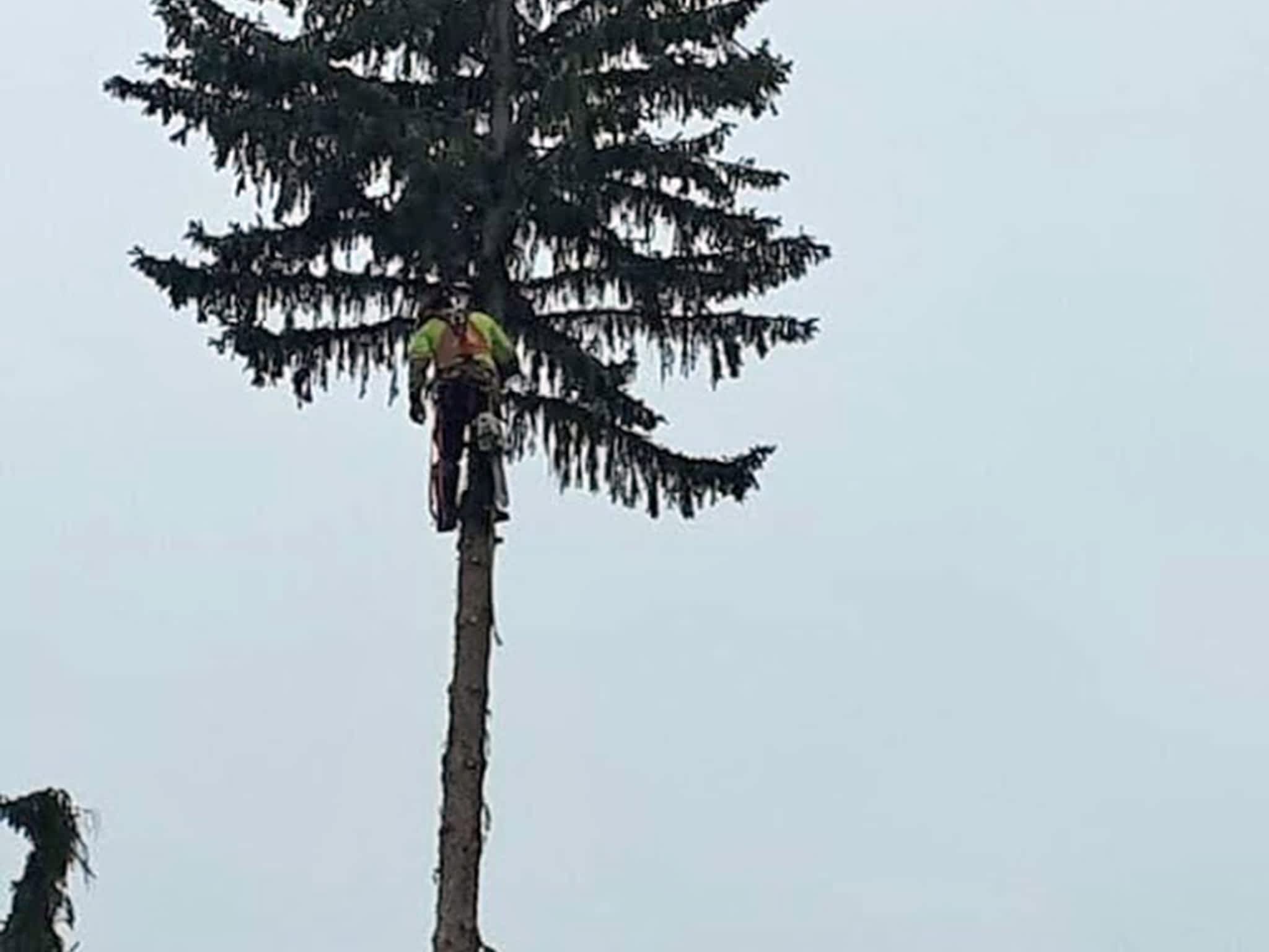 photo Ricks Tree Removal