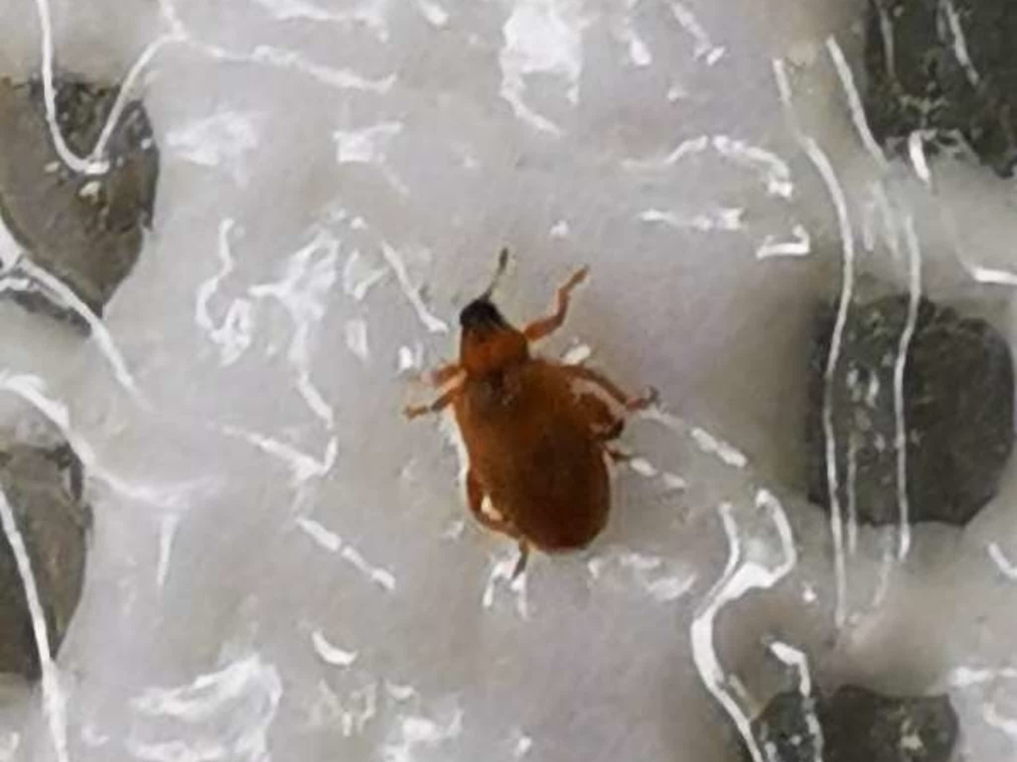 photo D Solution Extermination