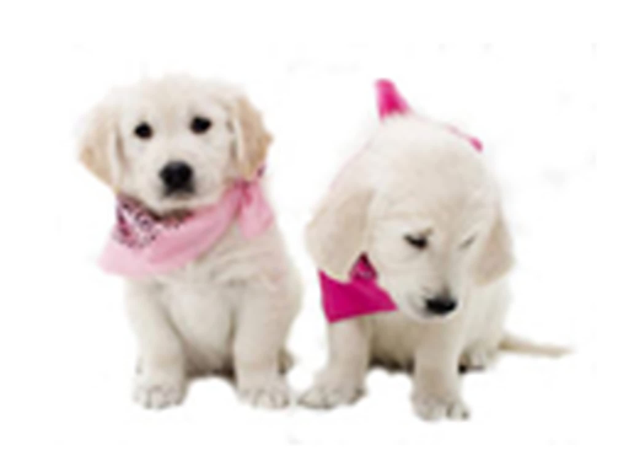 photo Bella's Dog Grooming & Care
