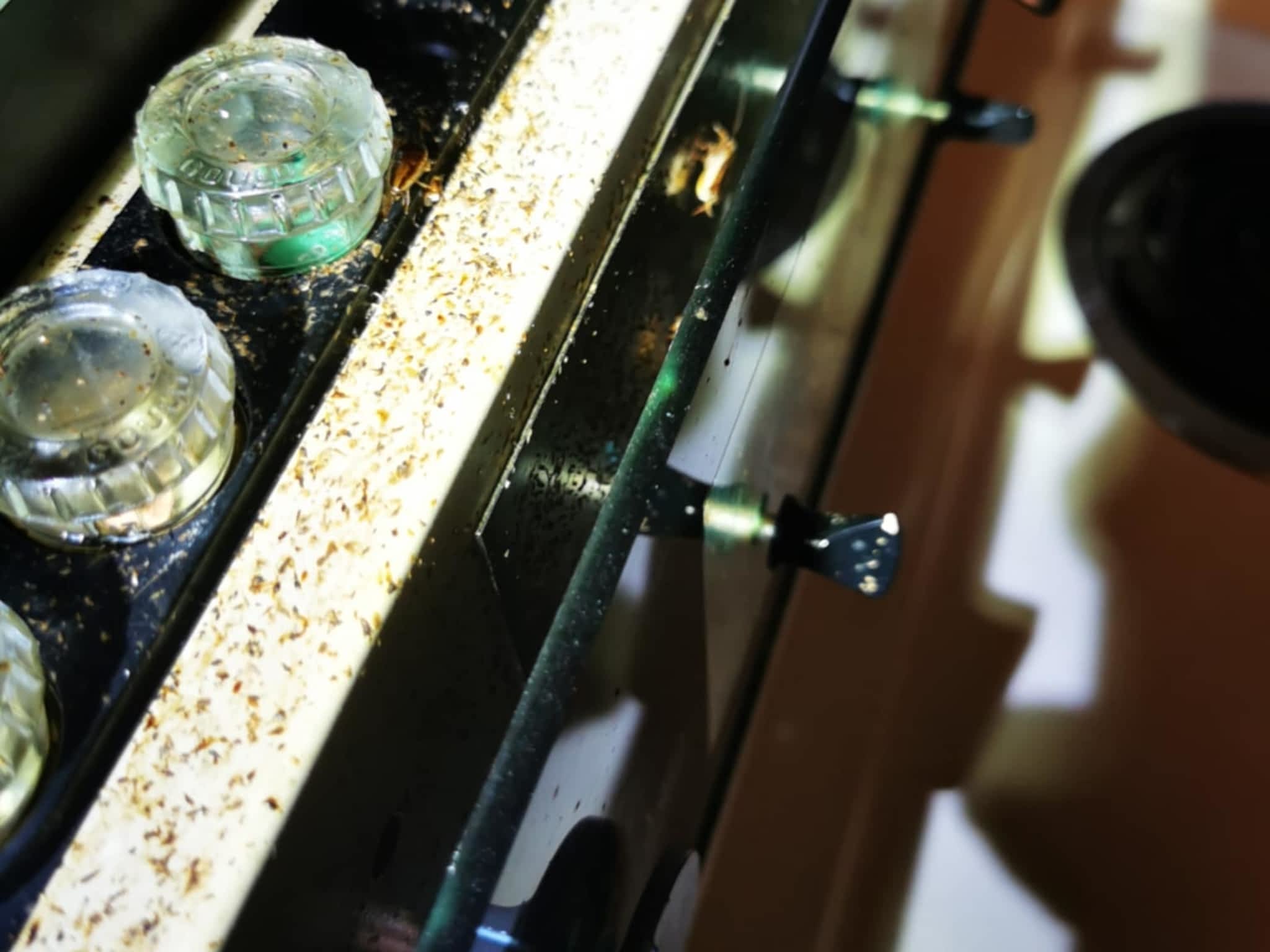 photo D Solution Extermination