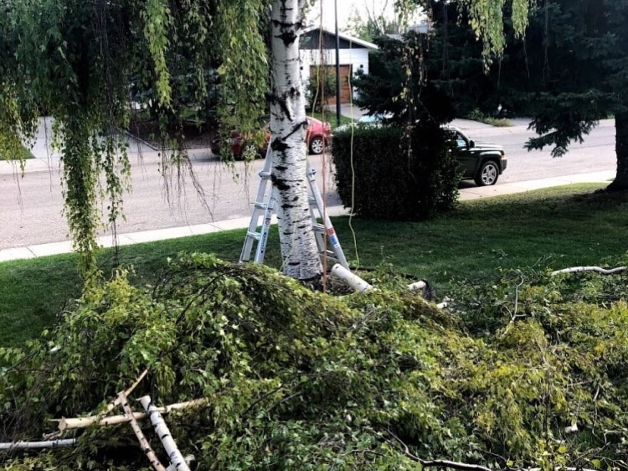 photo Elevated Tree Removal