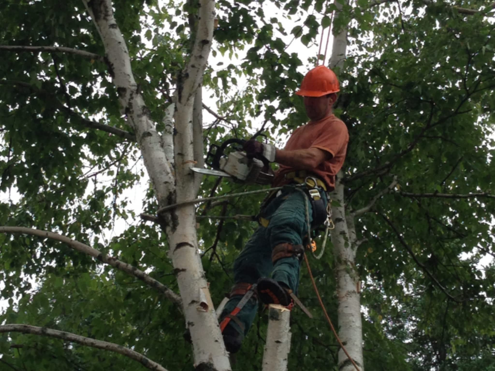 photo O'Brien Tree Service