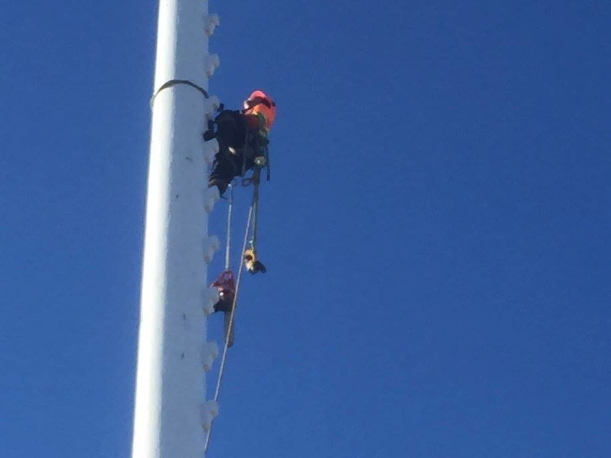 photo Solid Tree Care