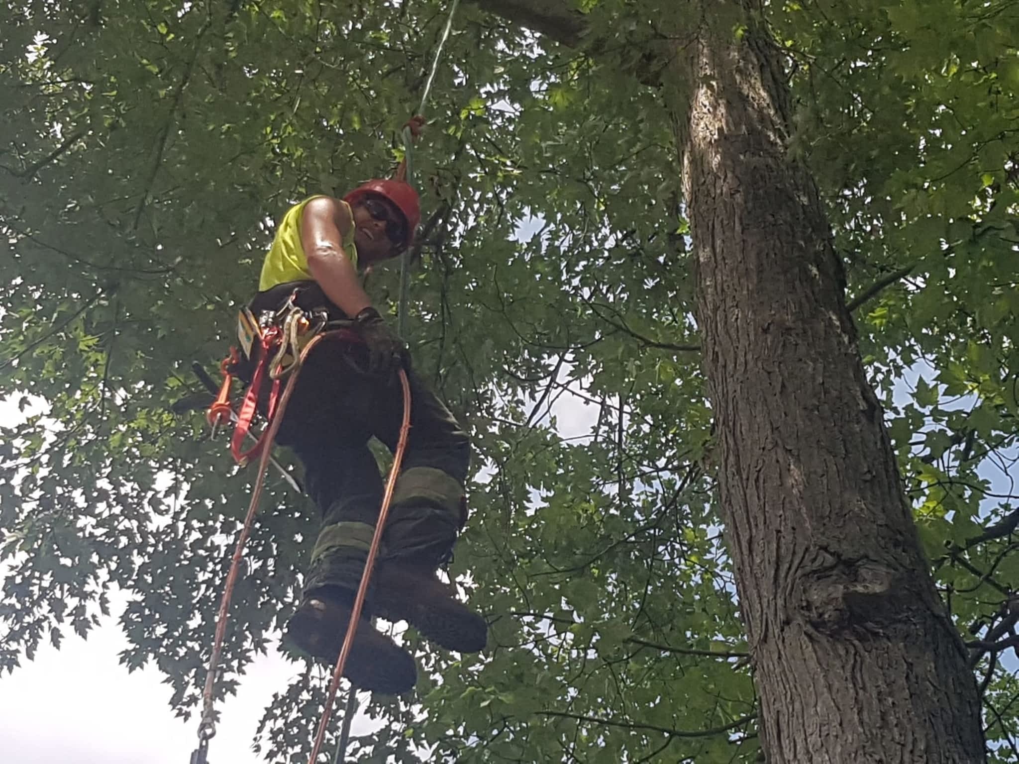 photo Wright's Tree Care