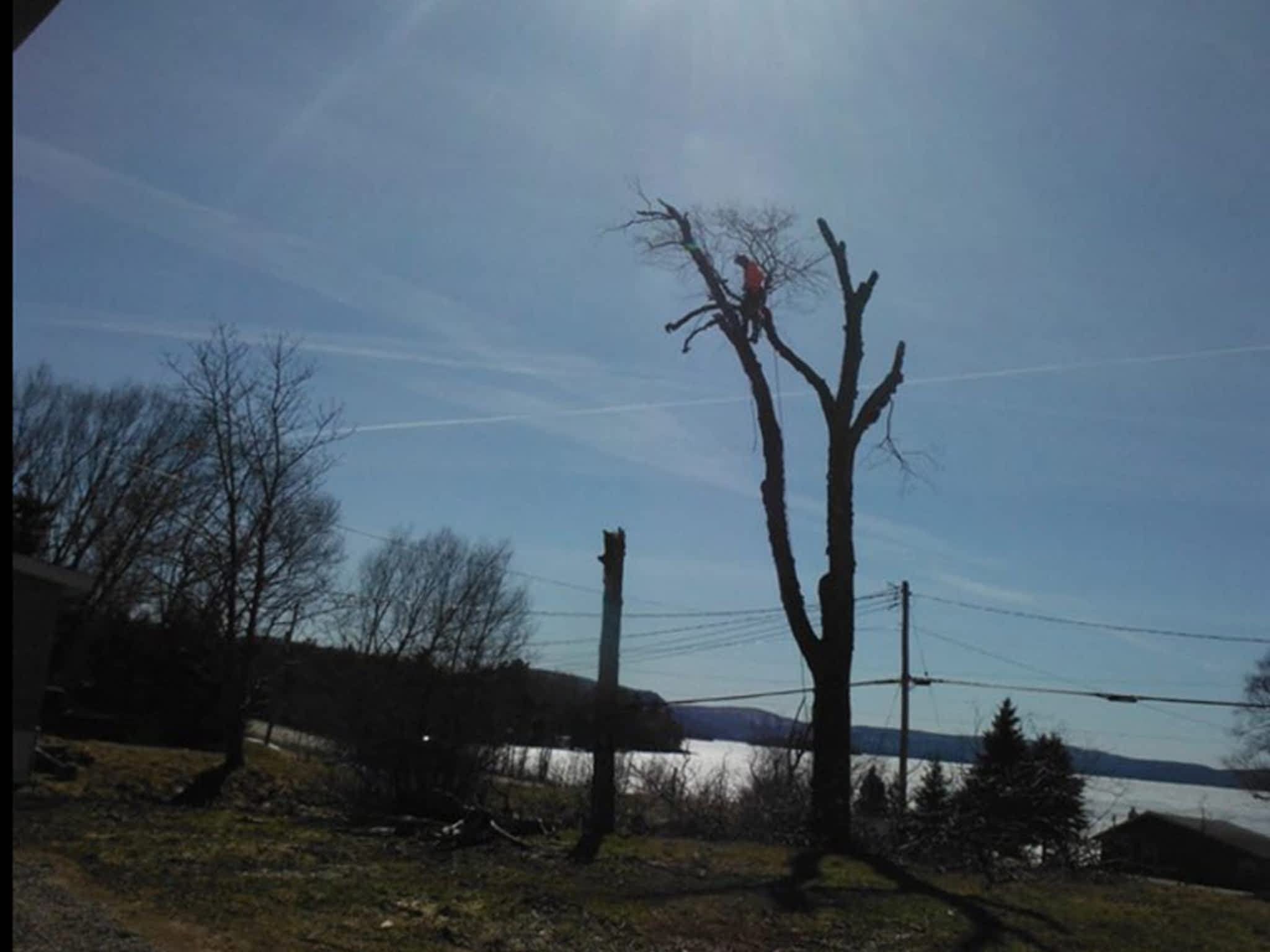 photo Superior TreeWorks