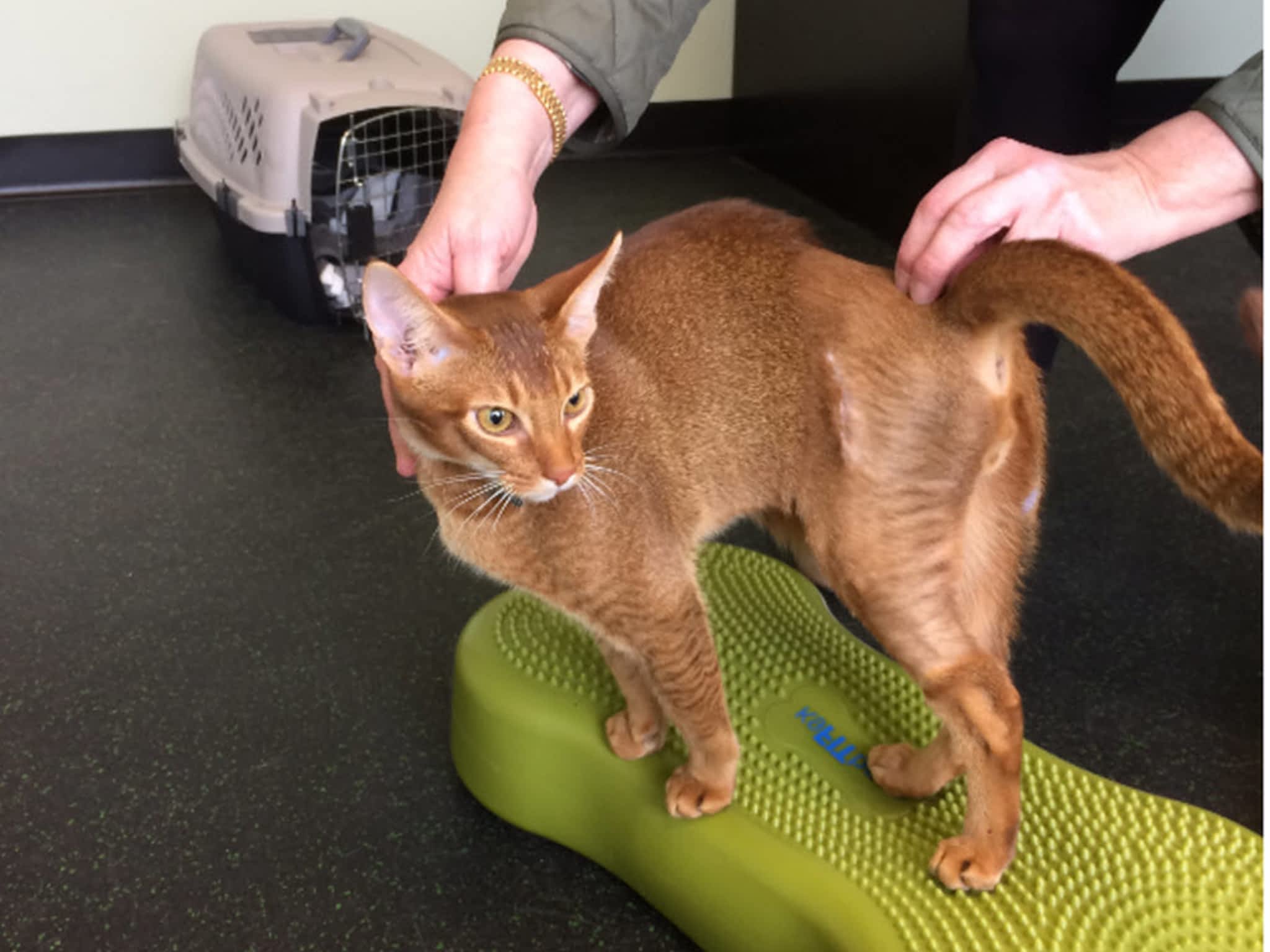 photo Niagara Canine Conditioning Centre