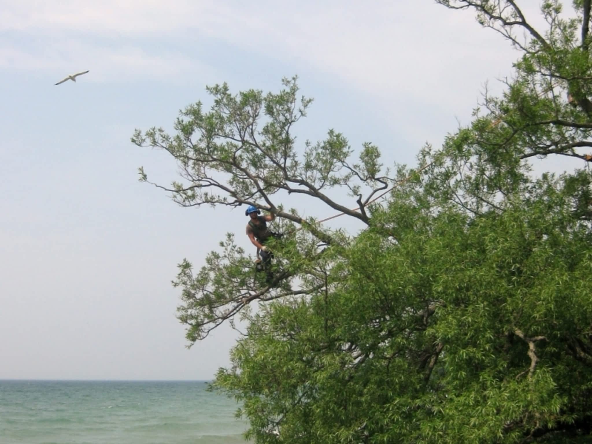 photo County Arborists Inc