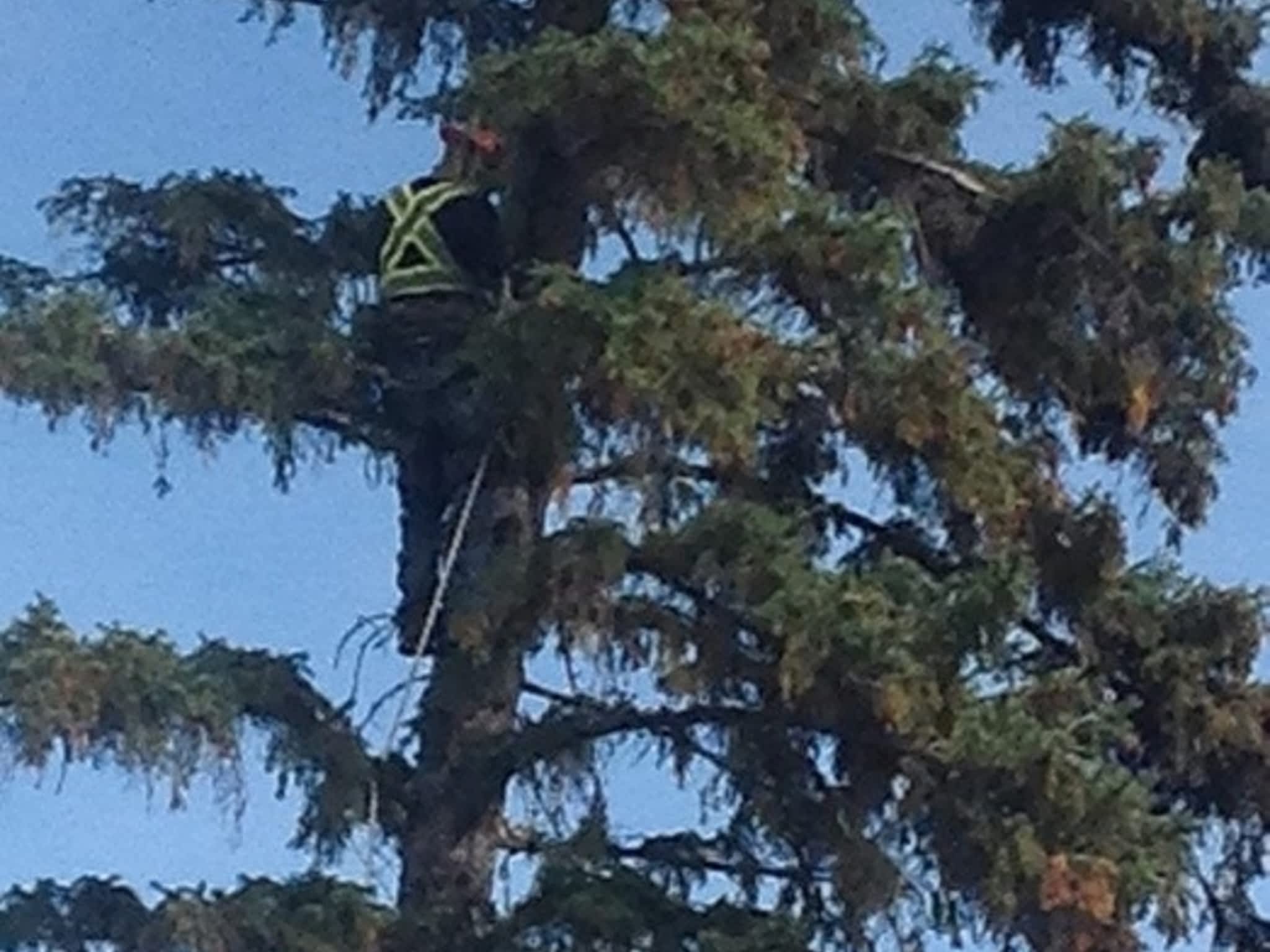 photo Skidstree Services