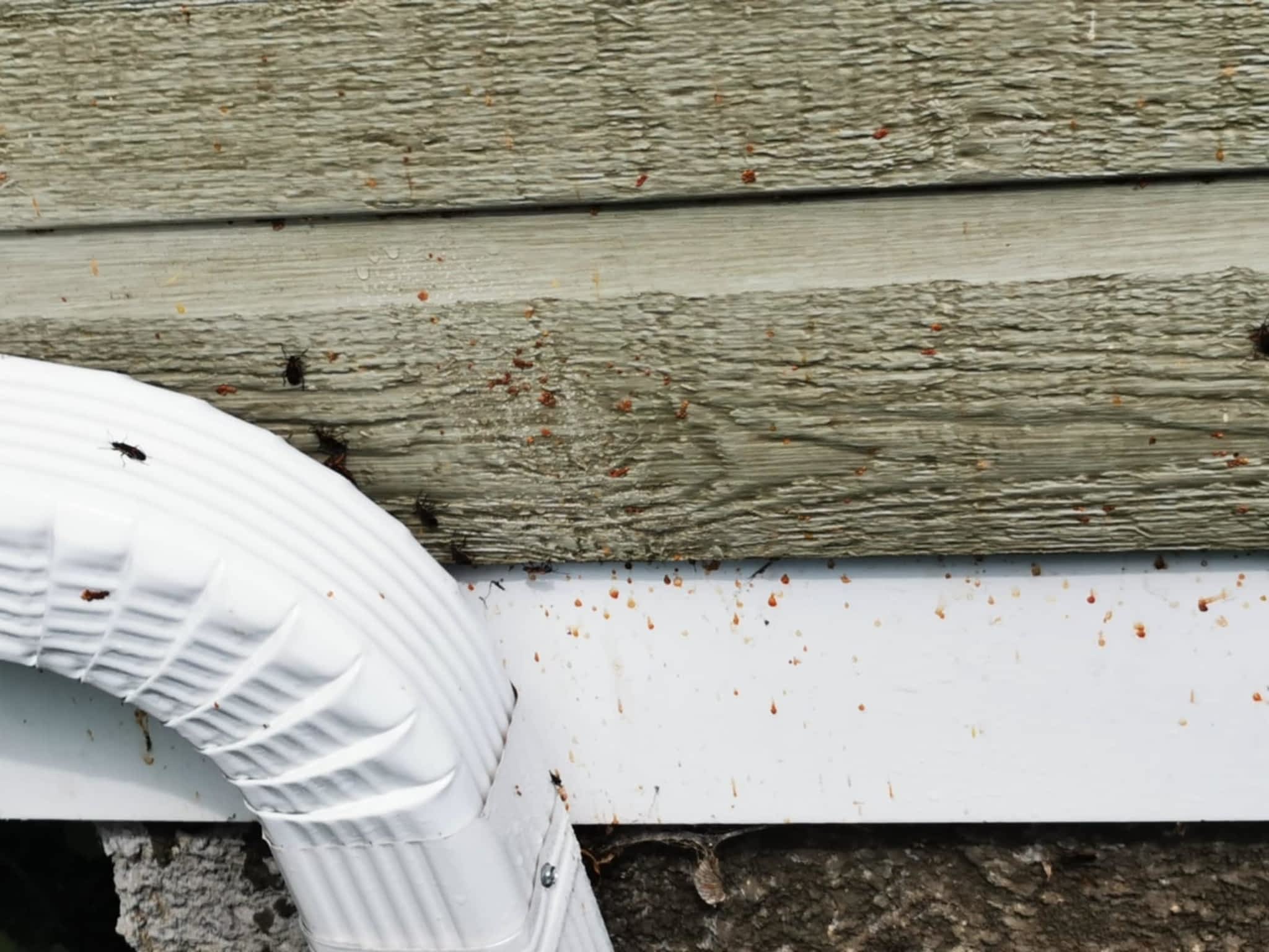 photo D Solution Extermination