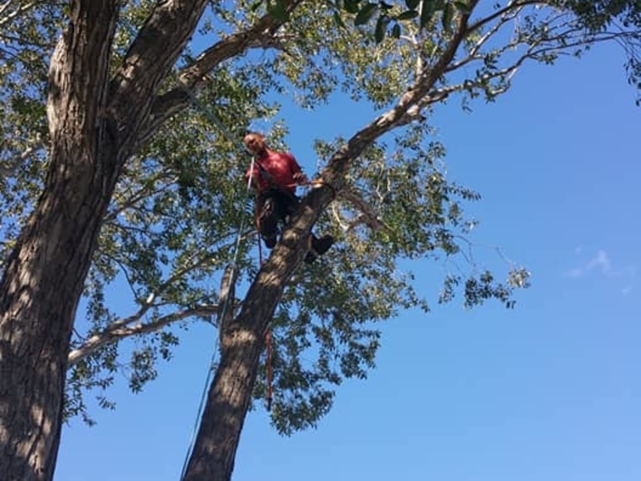 photo Tree Solutions