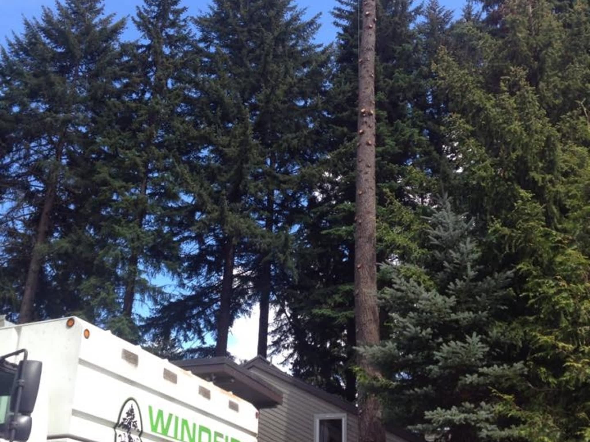 photo Windfirm Tree Services