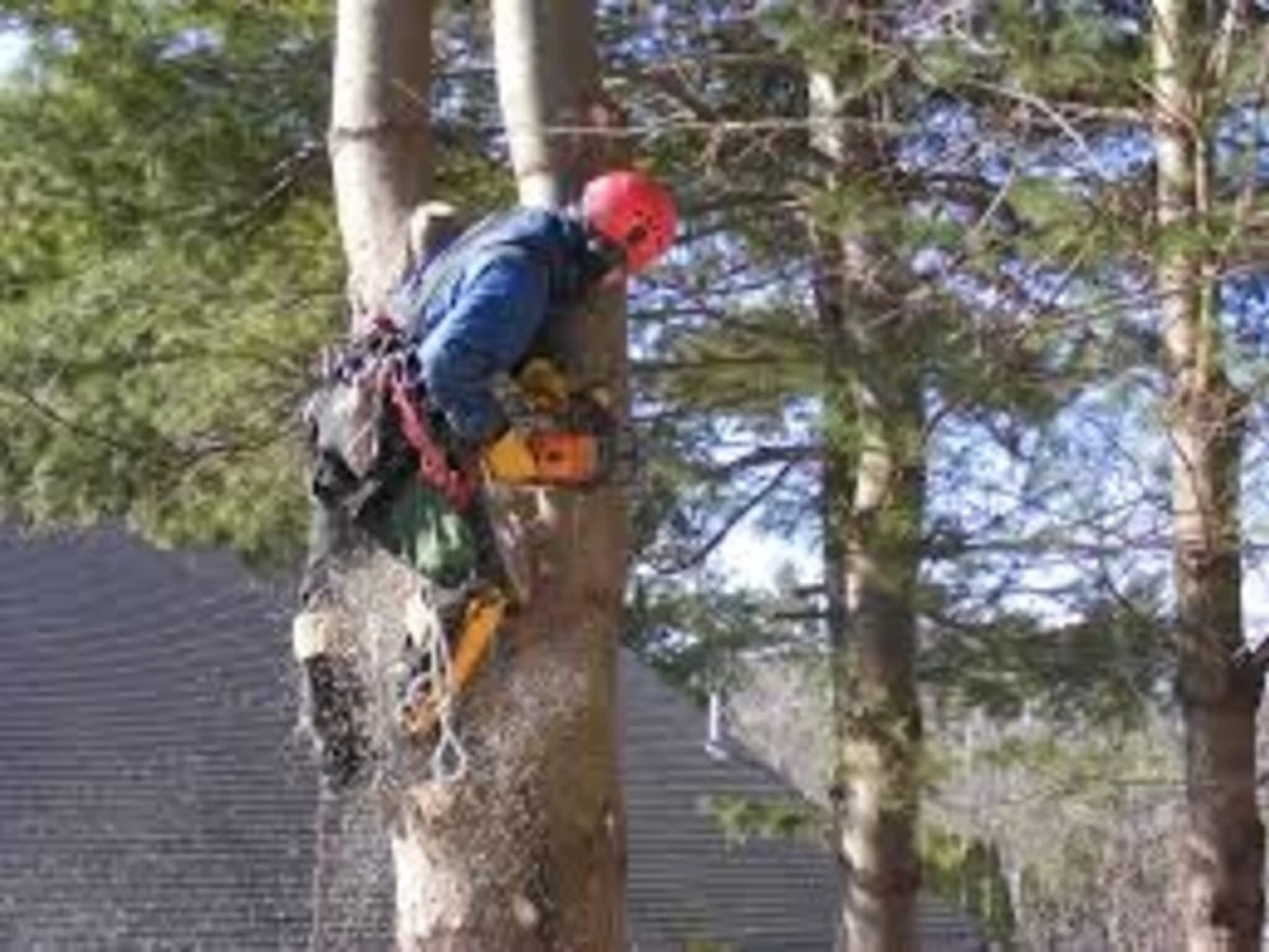 photo West Tree Services