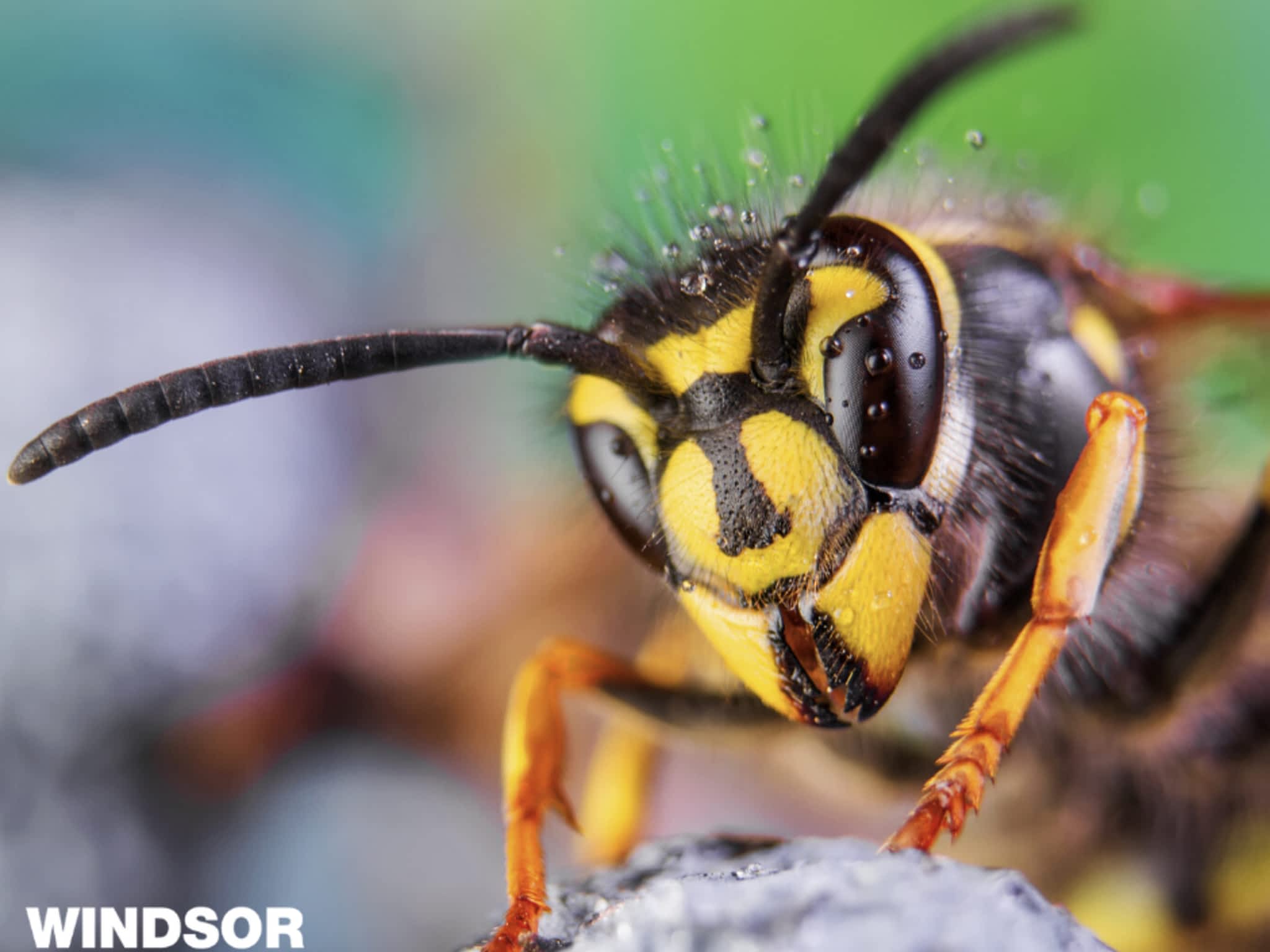 photo Windsor Pest Control