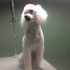 Toilettage Canin Julie Gosselin - Pet Grooming, Clipping & Washing