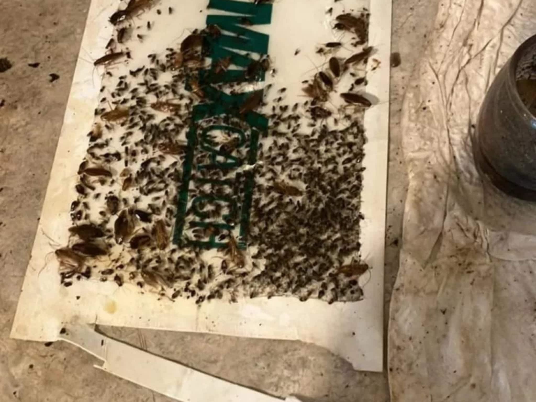 photo D Solution Extermination