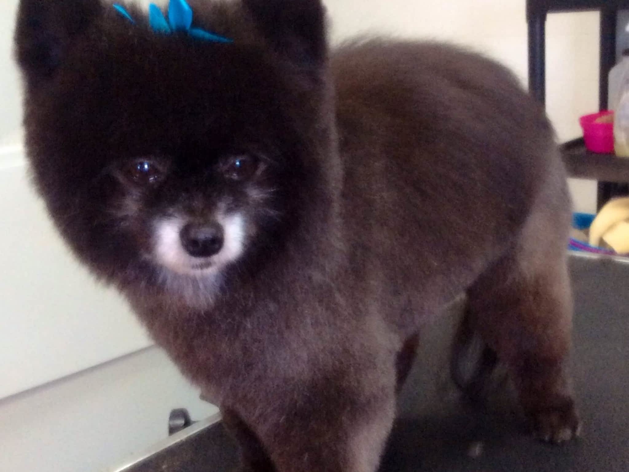 photo Pets Delight Dog Grooming