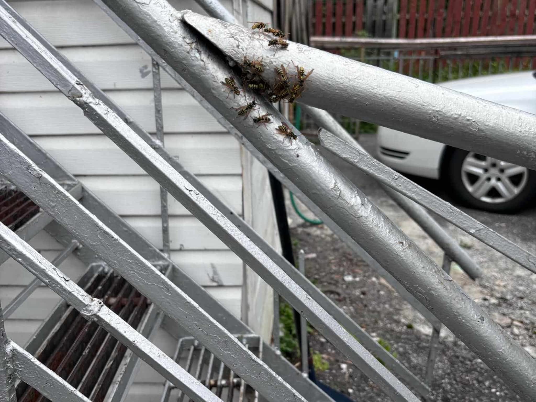 photo D Solution Extermination