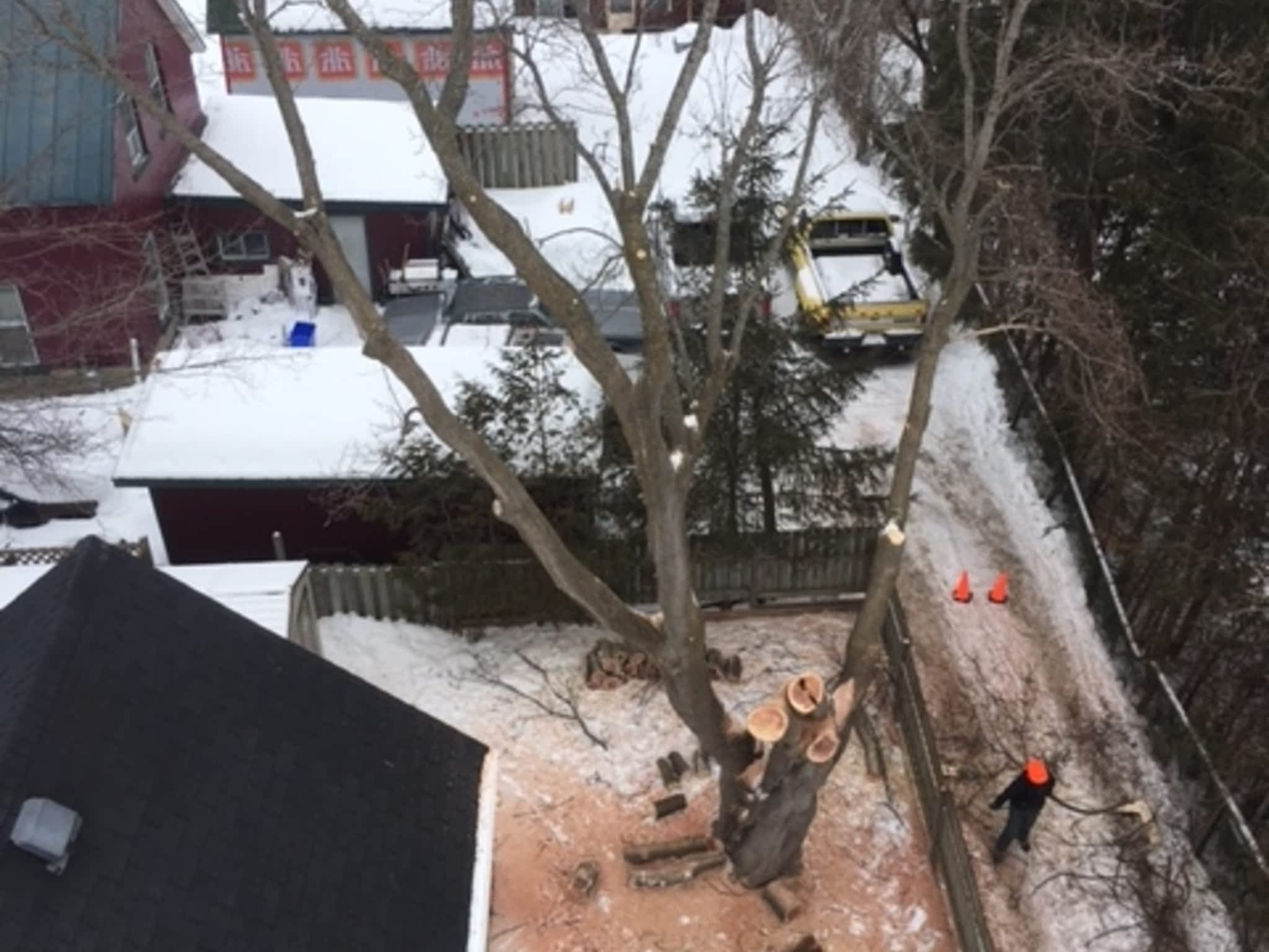 photo Deep Roots Quality Tree Services