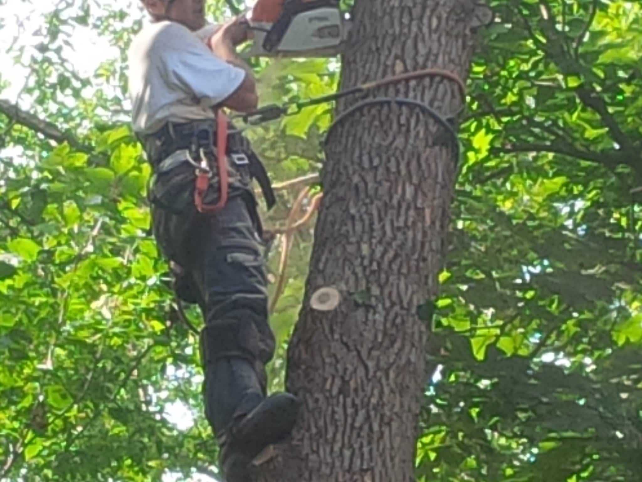 photo The Real Tree Masters Inc.