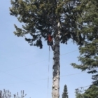 Distant Winds Tree Removal - Tree Service
