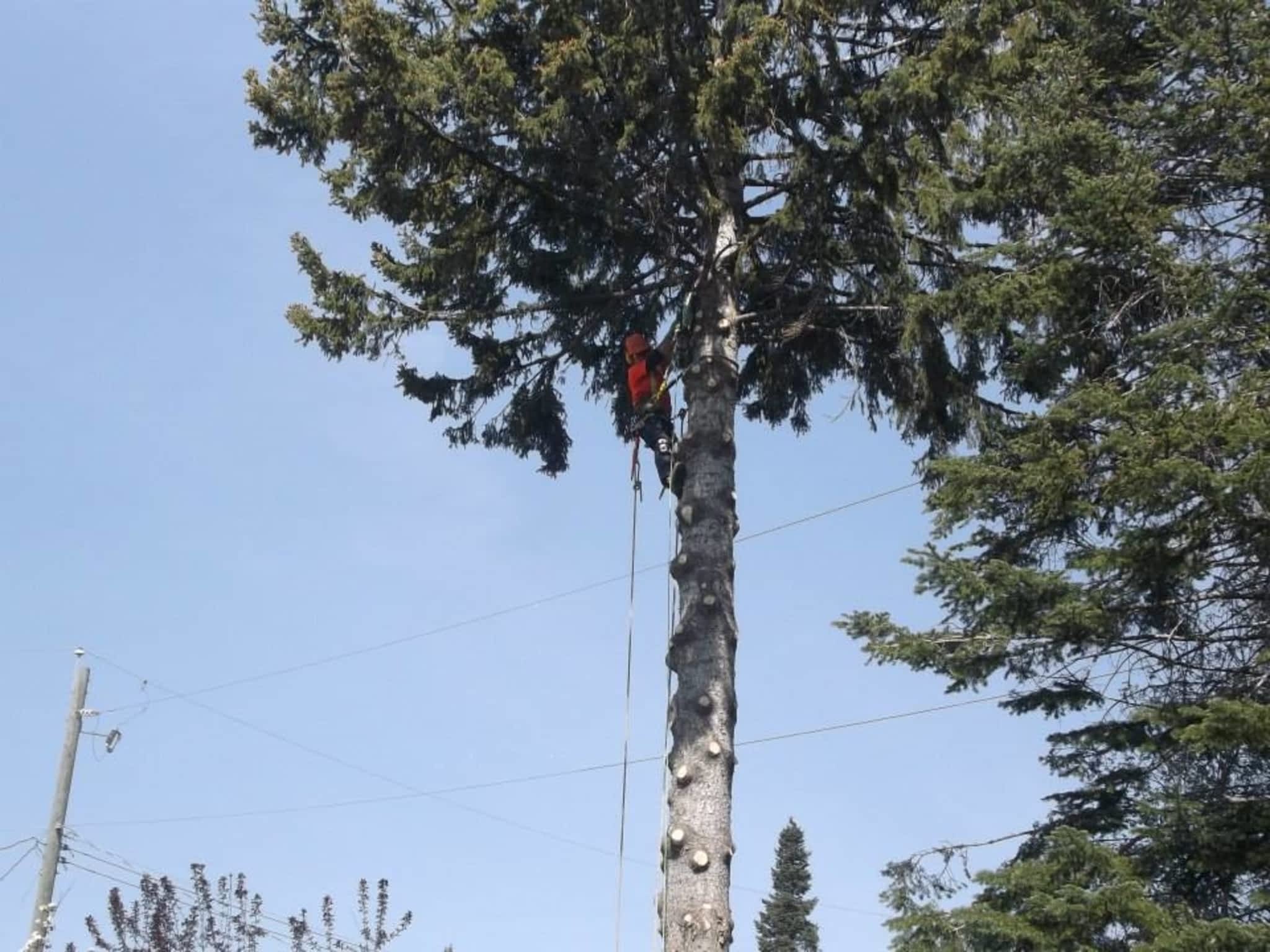 photo Distant Winds Tree Removal