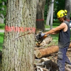 Services d'arbres Tessier - Service d'entretien d'arbres