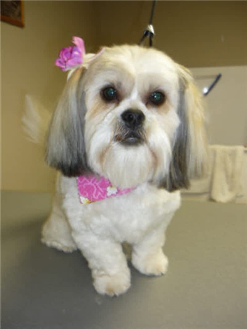 Doggie Styles Pet Grooming Burlington, ON 1346 Dequincy Cres Canpages