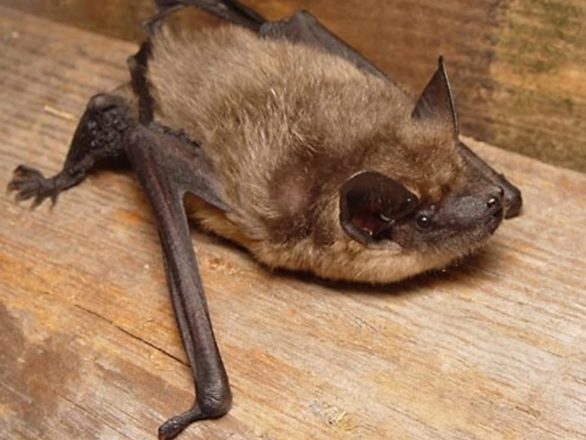 photo Grenier Faune Expert