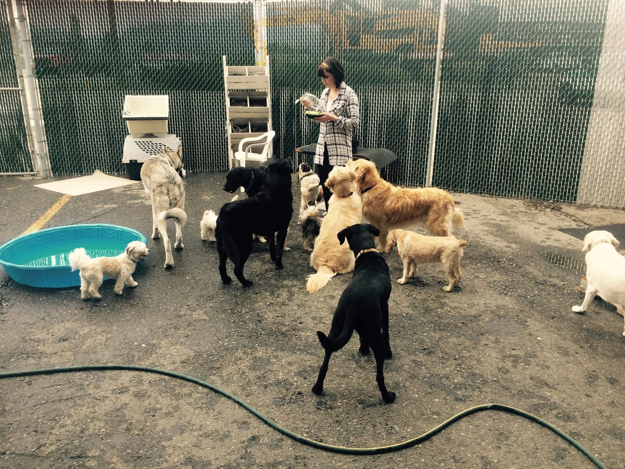 photo My Balanced Dog