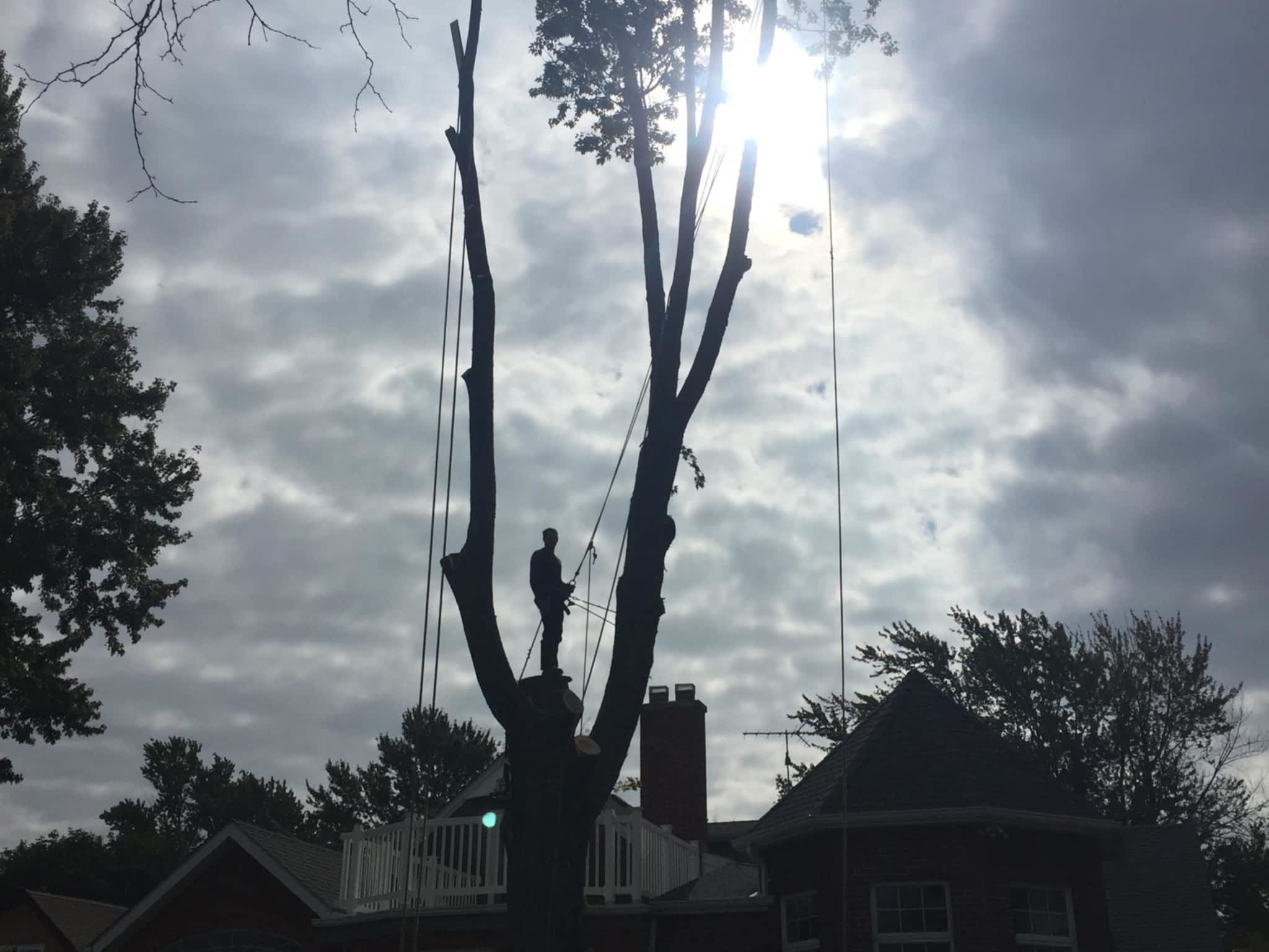 photo J R Tree Service