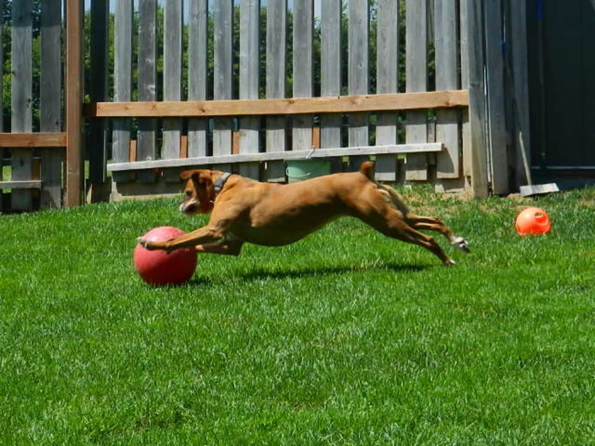 Misty Meadows Boarding Kennel Lunenburg, ON 16214 County Rd 18