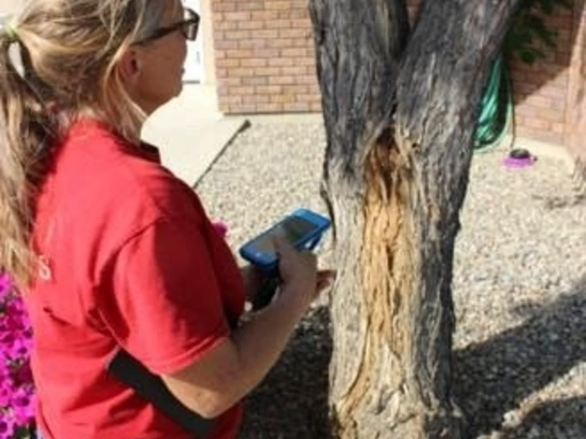 photo Ladybug Arborists