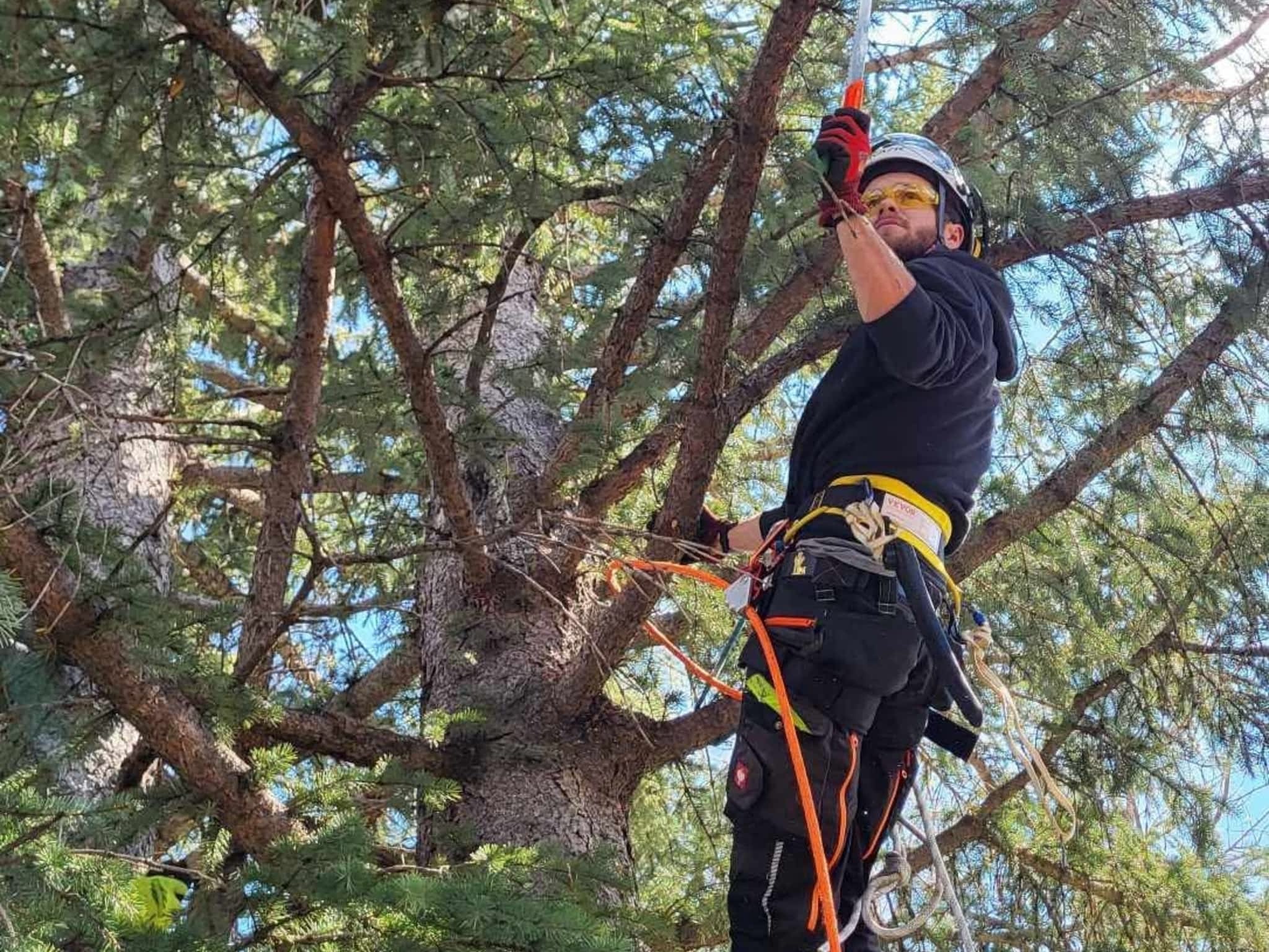 photo Hinni Tree Services