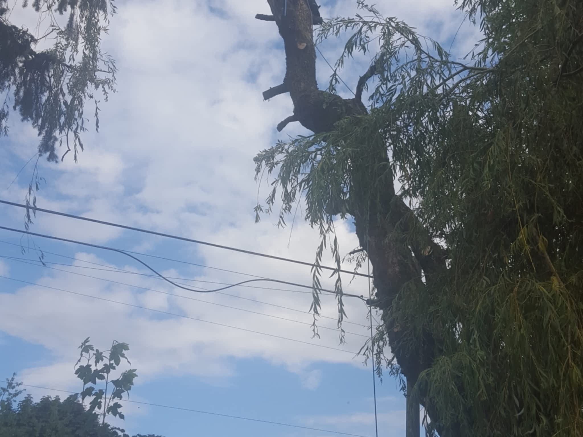 photo Ridge Meadows Tree Service LTD 2.0