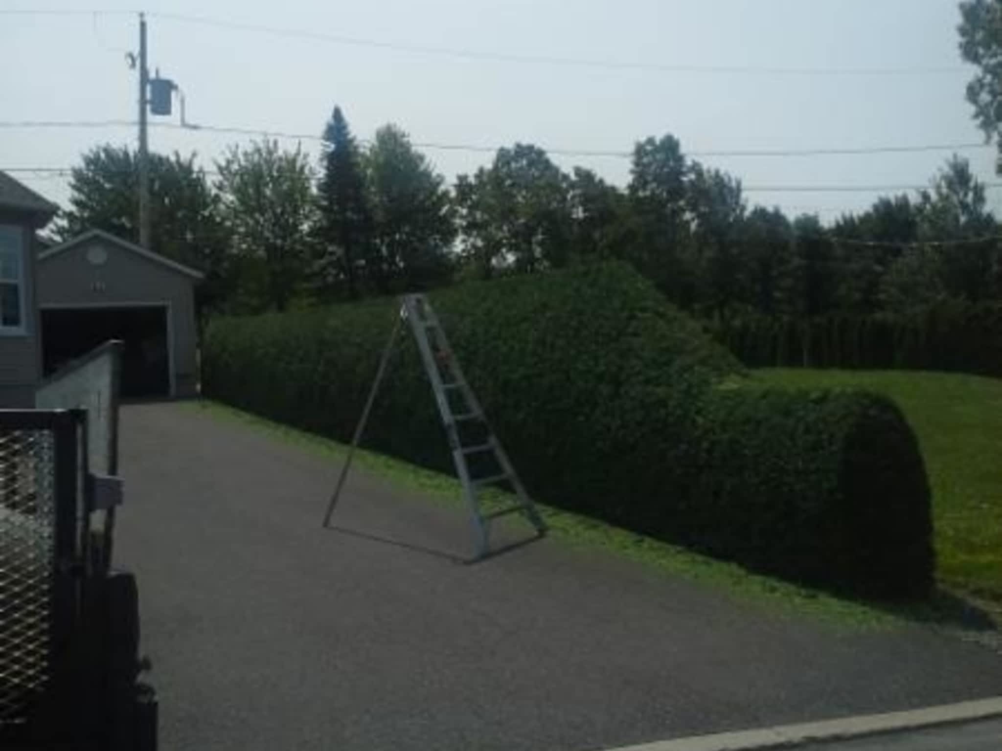 photo Taillage Compétitif CB