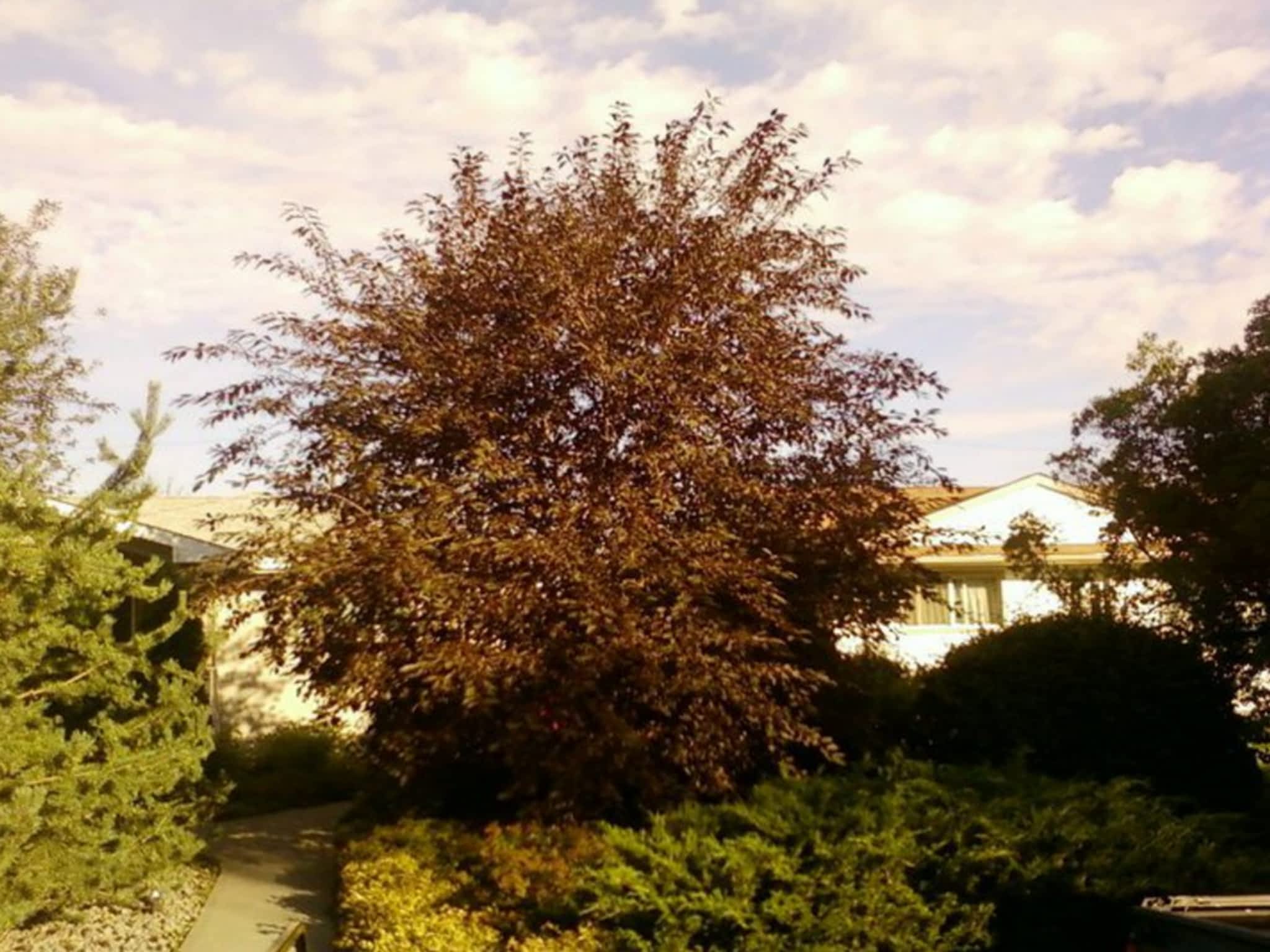 photo Dragonfly Tree Services