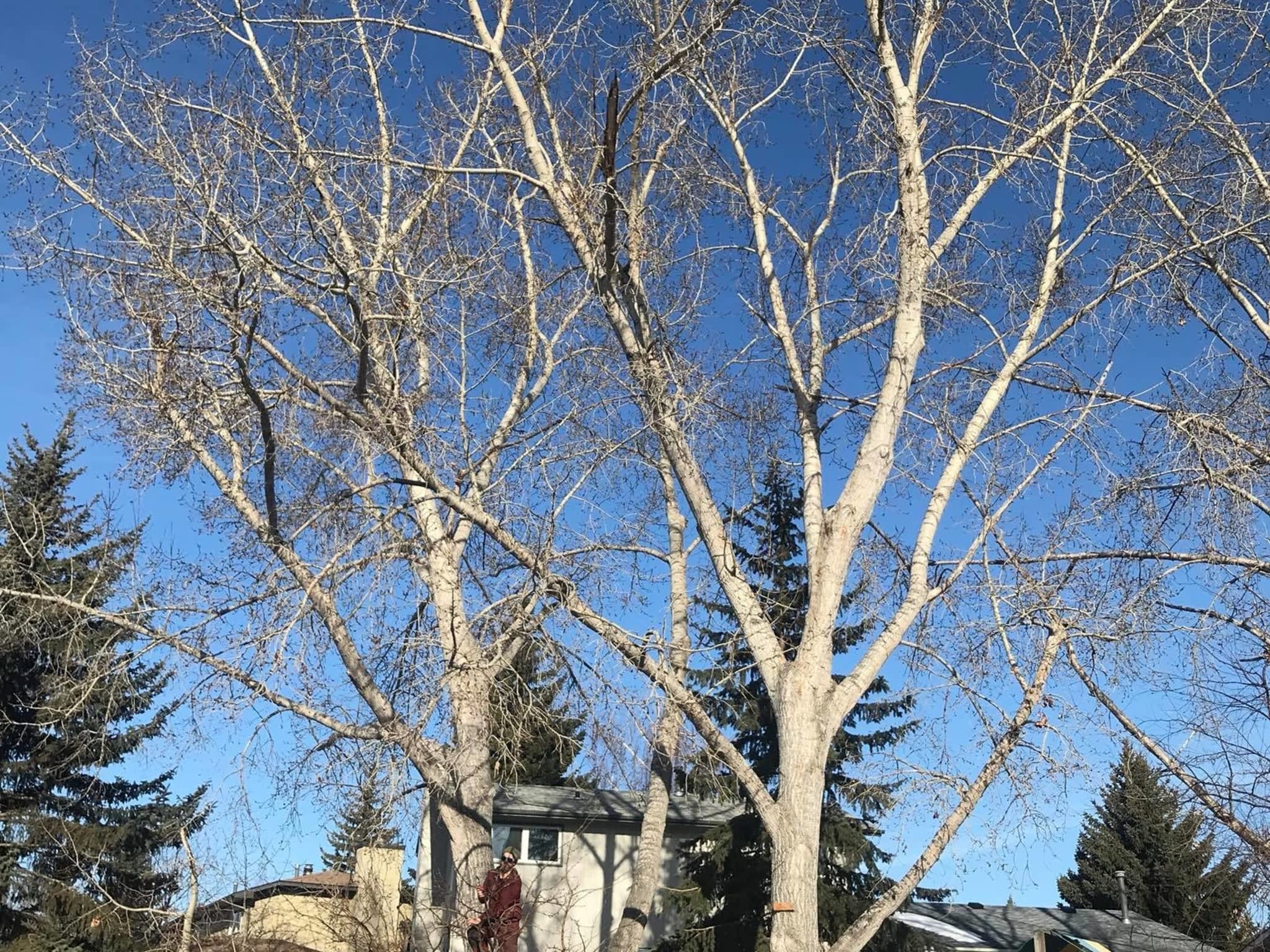 photo Raven Tree Service